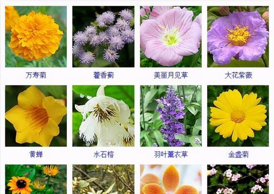 一月份适合种什么花（在寒冷的冬天里）