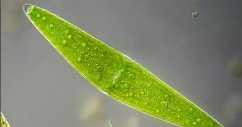 探究衣藻——一种神奇的藻类植物（了解衣藻的分类）