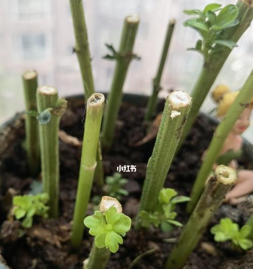 抑郁症患者的心灵疗愈——养花（以植物为伴）