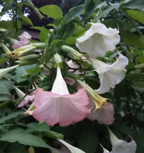 抑郁症患者的心灵疗愈——养花（以植物为伴）