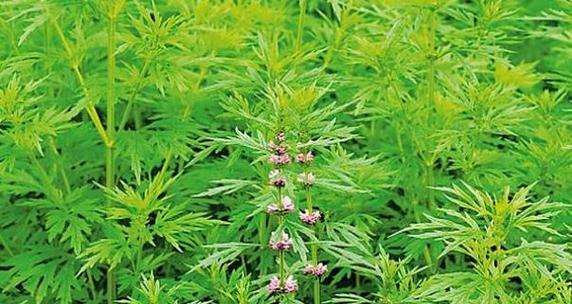 益母草生长环境探究（从土壤、气候到海拔高度）