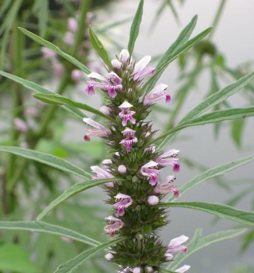 益母草开花时间详解（春夏两季不同的开花时间和注意事项）