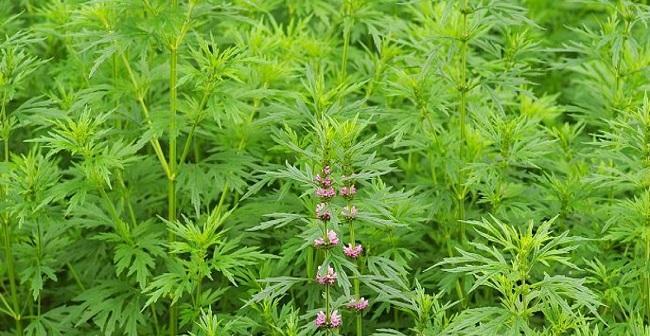 益母草开花时间详解（春夏两季不同的开花时间和注意事项）