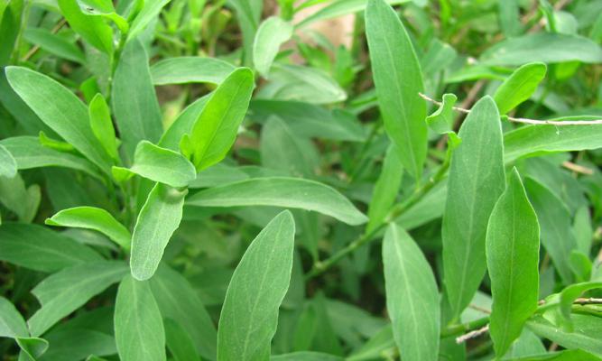 益母草是多年生植物（了解益母草的生命特征与养护要点）