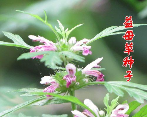 益母草种子的最佳种植时间（为您解答益母草种植的具体细节）