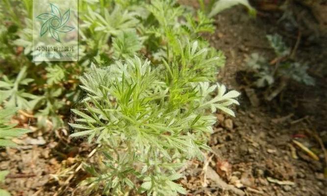 茵陈种子的最佳种植时间（掌握最佳种植时间）