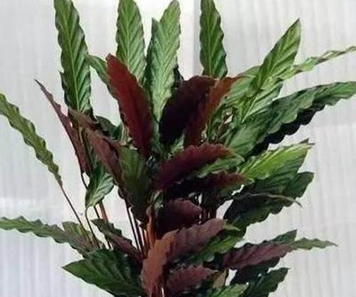 探秘优雅的“无性别”植物世界——阴性植物盆栽（挑战传统观念）