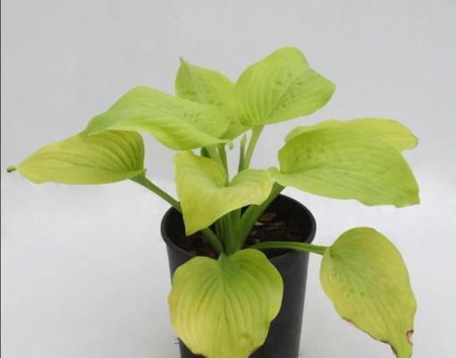 探秘优雅的“无性别”植物世界——阴性植物盆栽（挑战传统观念）