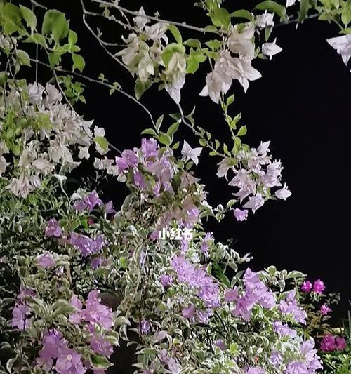 探秘银边浅紫三角梅勤花的花神之谜（银边浅紫三角梅勤花的起源与变迁）