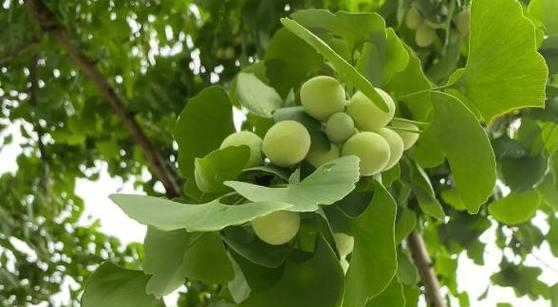 如何让银杏果发芽更快（掌握这些技巧）