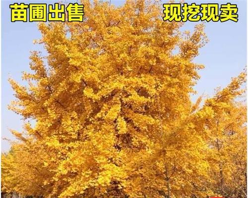 银杏树的象征意义（探究银杏树在文化中的重要性）