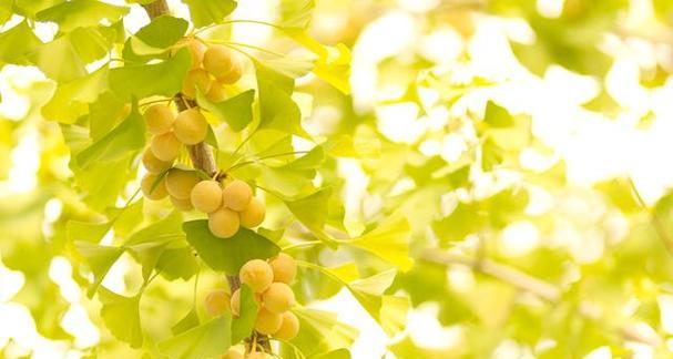 银杏树花期与开花时间（探秘银杏树的花开时节）