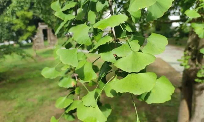 银杏树花期与开花时间（探秘银杏树的花开时节）