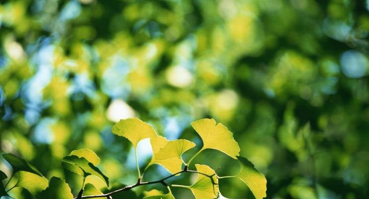 银杏树是属于木本植物吗（探究银杏树的分类学特征）