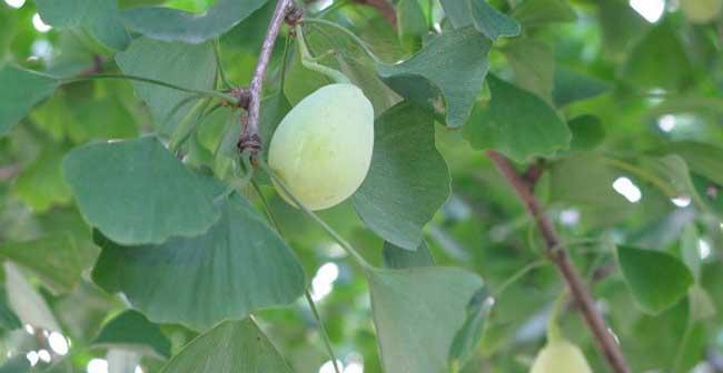 银杏树的种植与生长周期（了解银杏树的种植时间）