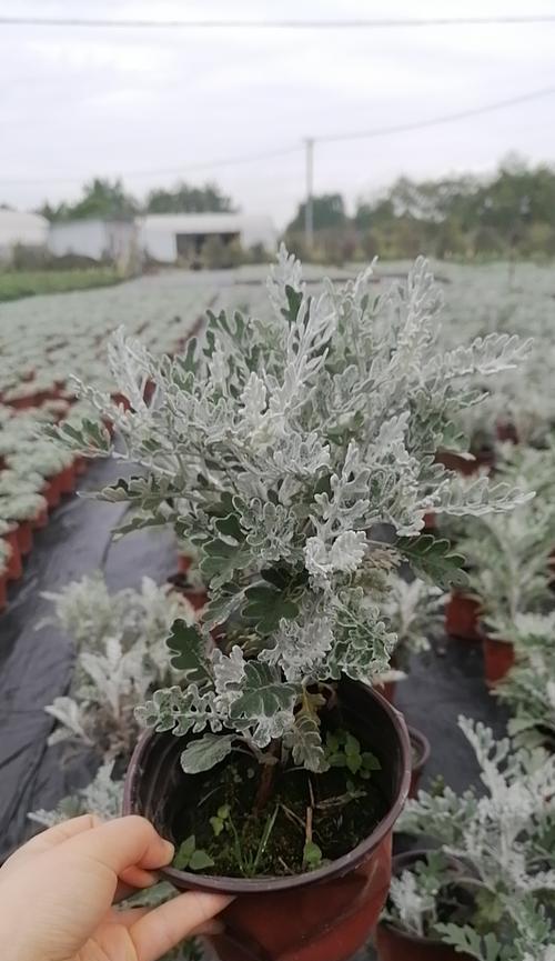 银叶菊的养殖技巧（掌握银叶菊的养殖方法）
