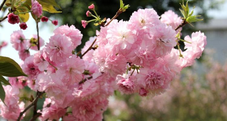 樱花生长环境条件及特点（探究樱花生长的关键环境因素和独特性）