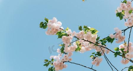 樱花生长速度的奥秘（一年能长多少）