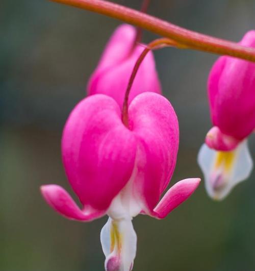 探究樱花是单性花还是双性花的谜团（解密樱花的性别之谜）