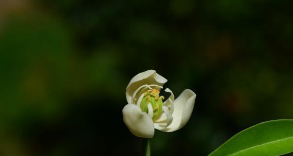 探究樱花是单性花还是双性花的谜团（解密樱花的性别之谜）