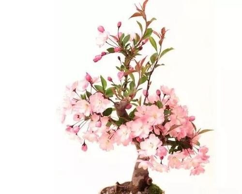 樱花树插枝繁殖的秘密（探究樱花树插枝的成活率与注意事项）