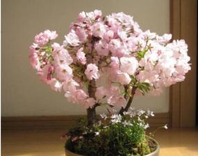 樱花树插枝繁殖的秘密（探究樱花树插枝的成活率与注意事项）