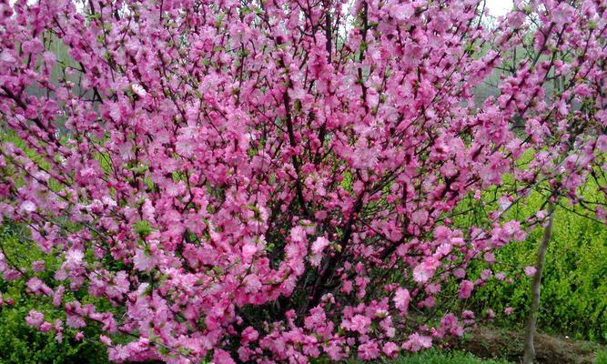 樱花树的生长情况与影响因素（探究樱花树生长高度）