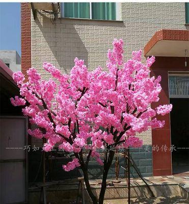 樱花树的生长情况与影响因素（探究樱花树生长高度）