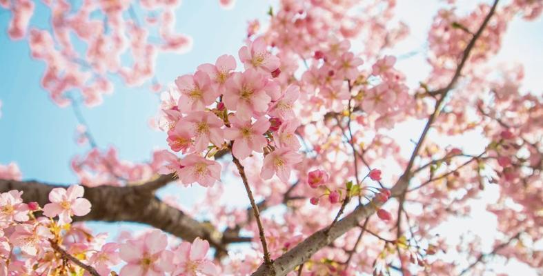 樱花的多彩世界（探索樱花的多样颜色与含义）