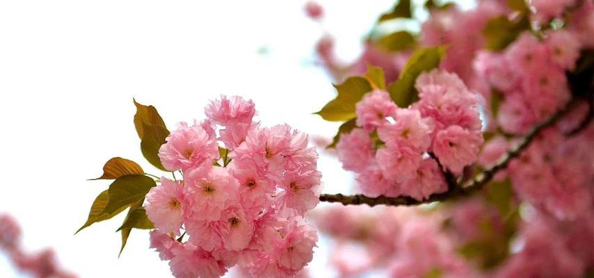 樱花的多彩世界（探索樱花的多样颜色与含义）