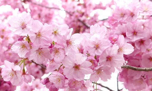 樱花之美——春日最美的花（探寻樱花之美）