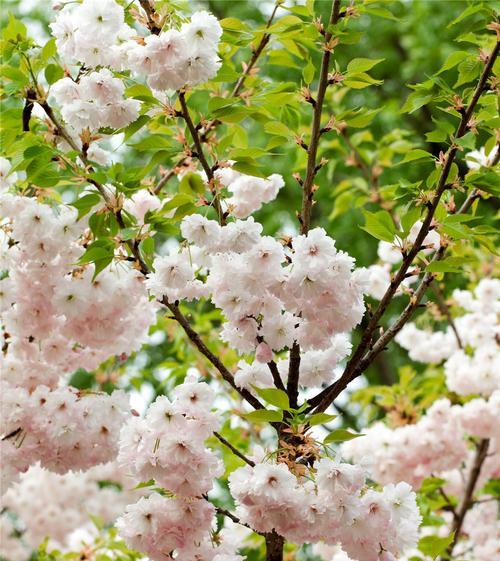 樱花之美——春日最美的花（探寻樱花之美）