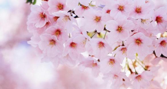 樱花修剪技巧（打造优美樱花树枝）