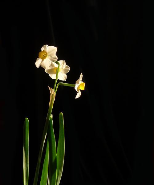 水仙花——高尚纯洁的象征（探寻水仙花的丰富含义与文化内涵）