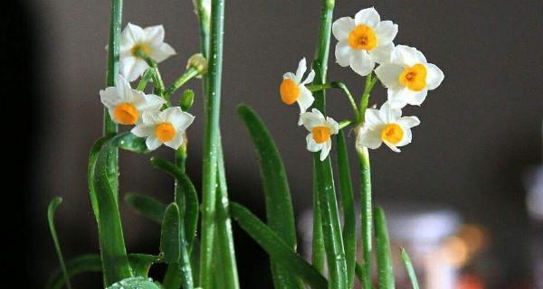 水仙花开的美丽与寓意（探寻水仙花的花语和象征意义）