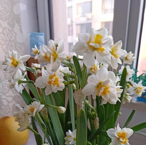 水仙花开的美丽与寓意（探寻水仙花的花语和象征意义）