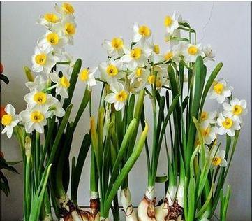 水仙花开的美丽与寓意（探寻水仙花的花语和象征意义）