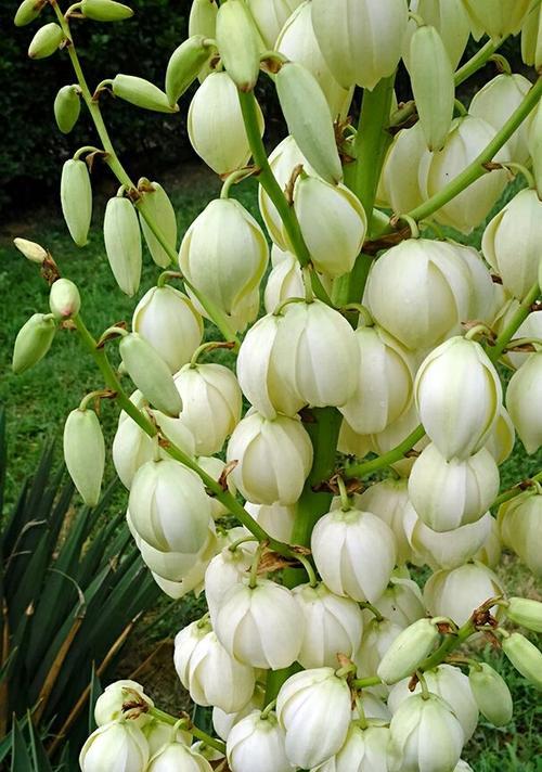 丝兰花（探寻丝兰花语的美妙内涵）
