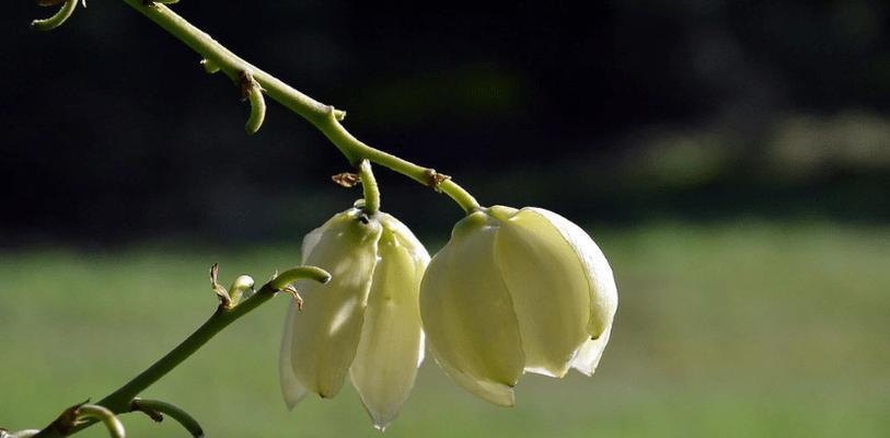 丝兰花（探寻丝兰花语的美妙内涵）