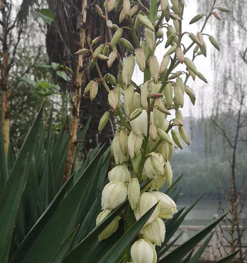 丝兰花（探寻丝兰花语的美妙内涵）