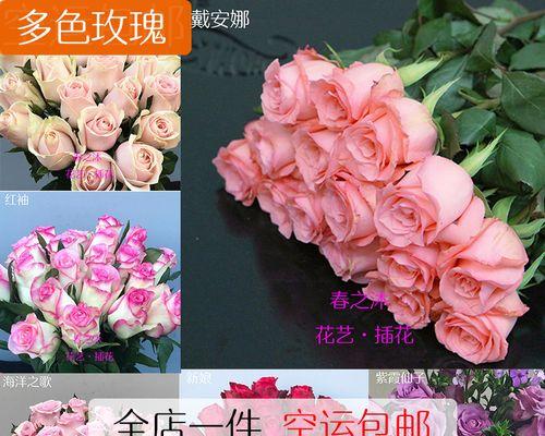 苏醒玫瑰花语（唤醒心灵的芬芳）