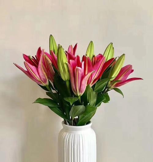 索尔邦百合花语之美（展现生命的力量与纯洁之美）