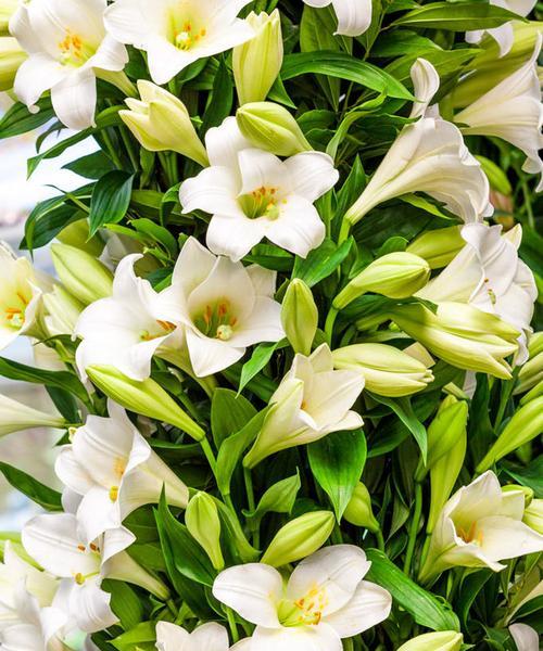 索尔邦百合花语之美（展现生命的力量与纯洁之美）