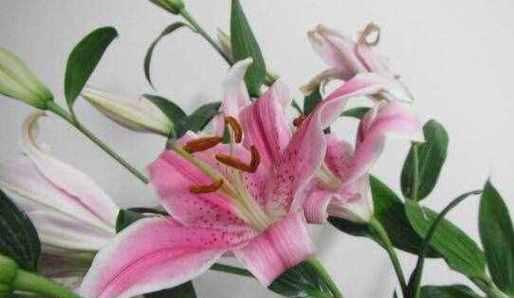 索尔邦百合花语之美（展现生命的力量与纯洁之美）