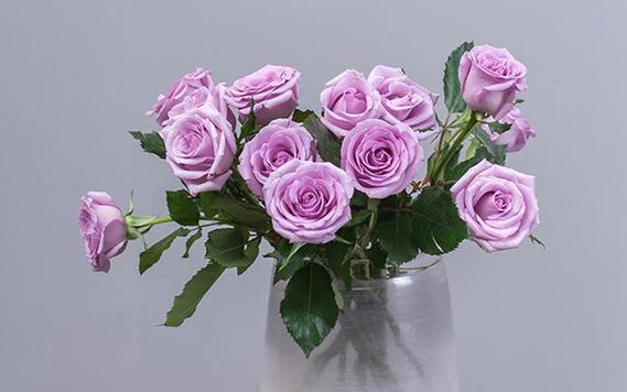 泰姬玫瑰花语（探寻泰姬玫瑰花语的内涵与意义）