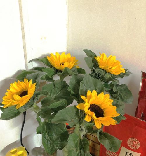 探寻以太阳花的特性和花语之美（以太阳花）