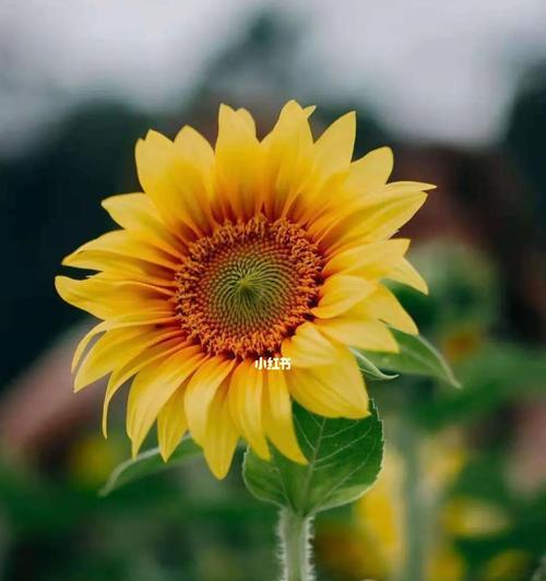 探寻以太阳花的特性和花语之美（以太阳花）