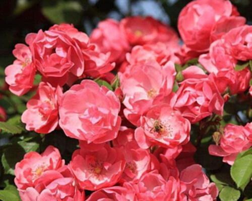 藤本月季花语（用藤本月季传递情感与美丽）