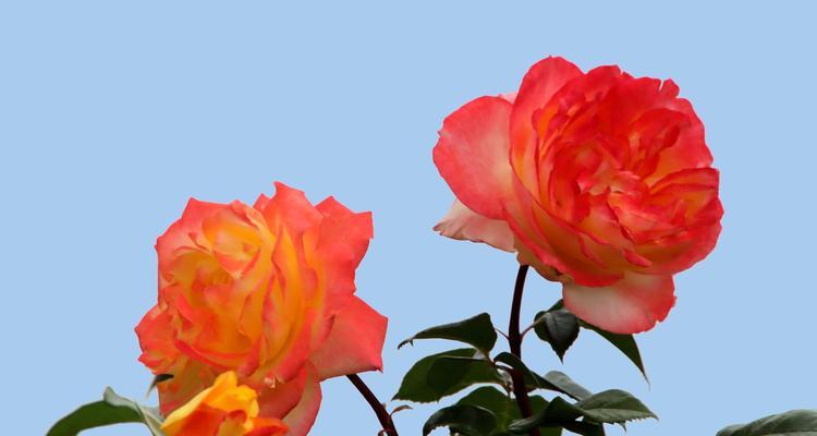 以藤本月季花语之美——揭开花朵背后的秘密（以藤本月季花语的深刻寓意与传承）