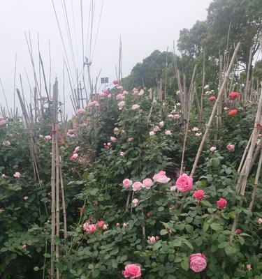 以藤本月季花语之美——揭开花朵背后的秘密（以藤本月季花语的深刻寓意与传承）